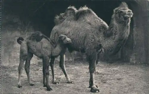 CPA Paris Parc Zoologique du Bois de Vincennes Kamel 1930