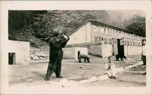 USA United States America Junge Bär bear Water Gap Manor Garage 1930 Privatfoto