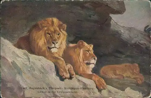 Stellingen-Hamburg Löwen in der Löwenschlucht. Tierpark Hagenbeck 1913