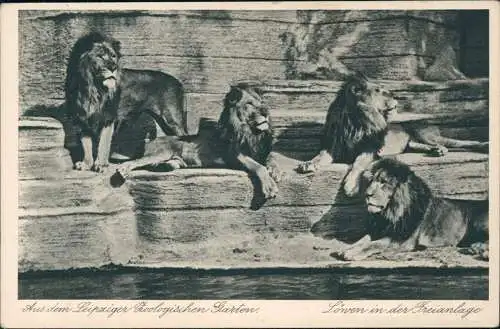 Ansichtskarte Leipzig Löwen in der Freianlage Zoo 1928