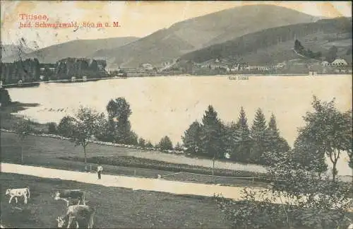 Ansichtskarte Titisee-Neustadt Hotel Titisee - Kühe 1909