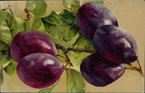 Ansichtskarte  Botanik :: Obstbaum Pflaumen am Zweig Künstlerkarte 1915