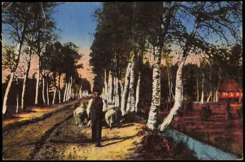 Ansichtskarte .Niedersachsen Lüneburger Heide Birkenallee Schäfer 1920