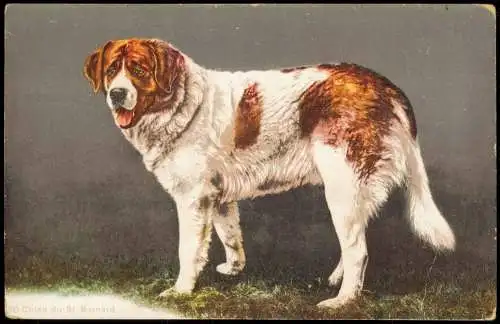 Tiere - Hund Bernadiner Chien du St. Bernard Künstlerkarte 1911