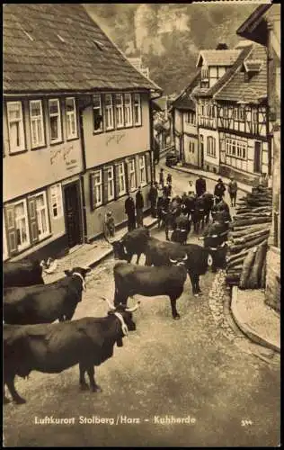 Ansichtskarte Stolberg (Harz) Straßenpartie Kuhherde 1962