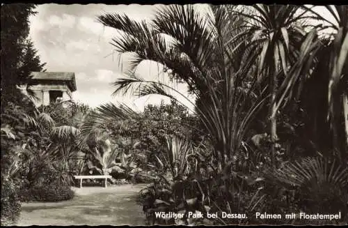 Oranienbaum-Wörlitz Wörlitzer Park bei Dessau Palmen mit Floratempel 1959/1958