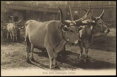 Cartoline .Italien Italia Buoi della Campagna Senese Italia 1912