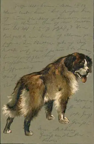 Ansichtskarte  Künstlerkarte Hund Fell 1902 Prägekarte gel. Bahnpoststempel