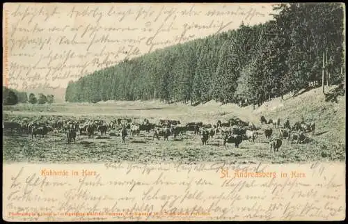 Ansichtskarte Sankt Andreasberg-Braunlage Kuhherde im Harz 1902