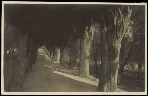 Cartoline Garda Viale di iipresse a San Vigilio Lago di Garda 1924