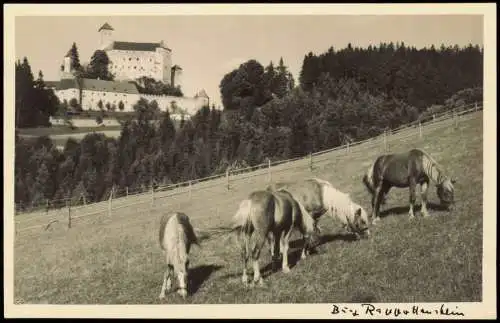 Ansichtskarte Rappottenstein (Bz. Zwettl) Pferde auf der Koppel - Schloß 1958