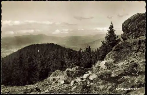 Ansichtskarte Spiegelau Blick vom Rachel (1452 m) zum Arber 1962