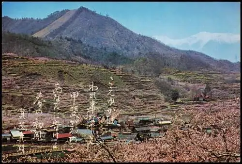 Postcard Japan Japan Nippon 日本 甲府盆地の桃畑 1978