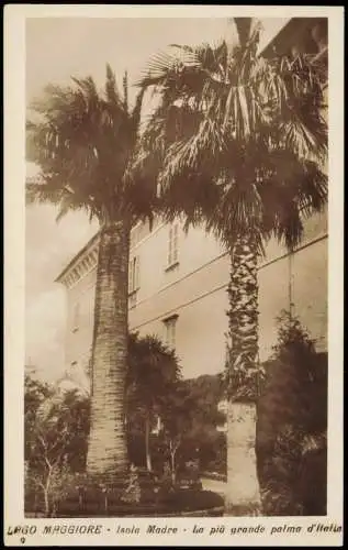 .Italien Italia LAGO MAGGIORE Isola Madre ha più grande palma d'Italia 1920