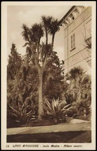 Cartoline .Italien Italia LAGO MAGGIORE Isola Madre Alberi esotici 1920