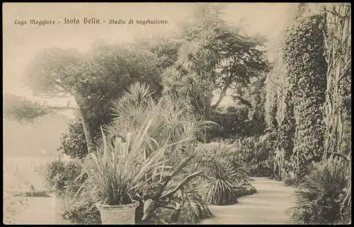 Stresa Stresa Lago Maggiore Isola Bella Studio di vegetazione (Botanik) 1910