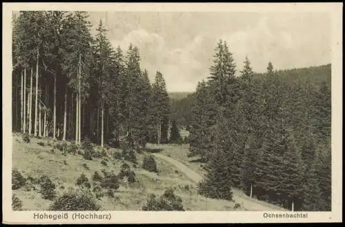 Hohegeiß-Braunlage Umland-Ansicht Wald Partie im Ochsenbachtal 1910