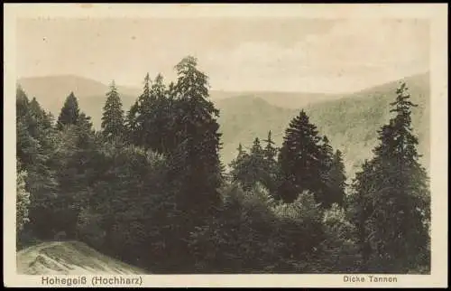 Ansichtskarte Hohegeiß-Braunlage Umland-Ansicht Hochharz Dicke Tannen 1910