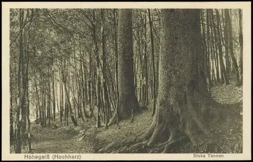 Hohegeiß-Braunlage Umland-Ansicht Harz Wald-Partie Dicke Tannen 1910