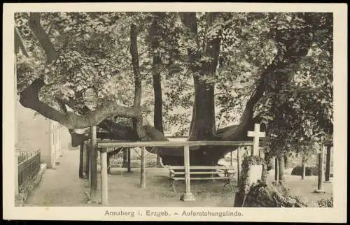 Ansichtskarte Annaberg-Buchholz Auferstehungslinde. 1922