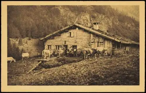 Birgsau-Oberstdorf (Allgäu) Allgäuer Alpen Buchraineralpe Kühe 1926