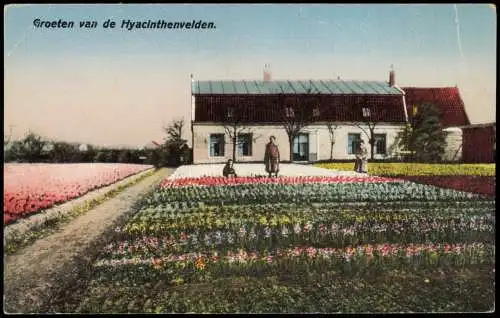 .Niederlande Groeten van de Hyacinthenvelden Holland Dutch Niederlande 1914