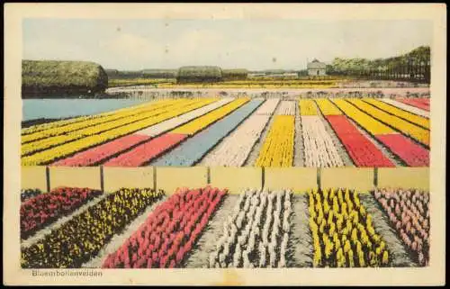 Niederlande  Bloembollenvelden Blumen-Feld 1932   gelaufen mit Stempel HAARLEM