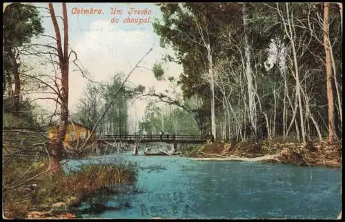 Postcard Coimbra Um Trecho do choupal. 1905  Portugal