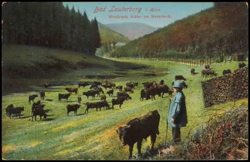 Bad Lauterberg im Harz Weidende Kühe im Herzbeck - Schäfer 1914