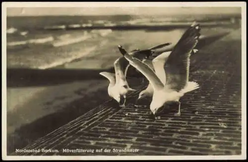 Ansichtskarte Borkum Nordsee Mövenfütterung auf der Strandmauer Strand 1930