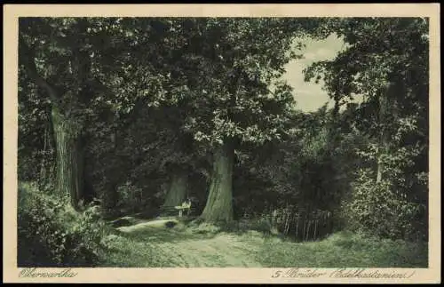 Ansichtskarte Oberwartha-Dresden Waldpartie 5 Brüder Edelkastanien 1924