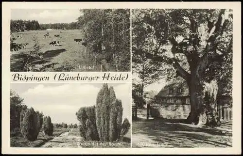 Ansichtskarte Bispingen Luhetal Wacholder b. Borstel Linde 1961