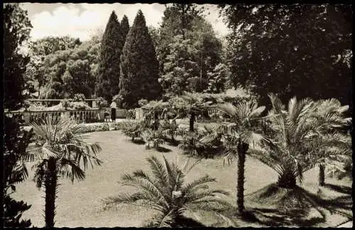 Ansichtskarte Insel Mainau-Konstanz Insel Mainau Palmenhain 1960