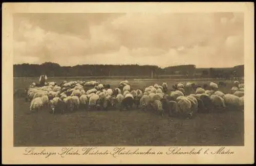 Hann. Münden Lüneburger Heide, Weidende Heidschnucken in Schmarbeck 1918