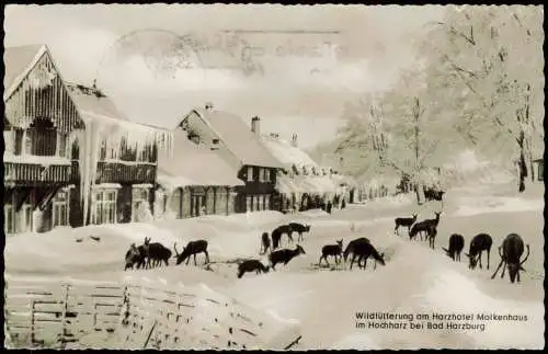 Bad Harzburg Molkenhaus Wildtierfütterung im Winter 1962  gel. Wohlfahrtsmarke