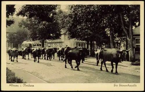 Ansichtskarte Altenau-Clausthal-Zellerfeld Viehabtrieb Straße Bus 1940