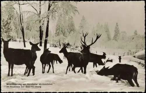 Ansichtskarte Bad Harzburg Molkenhaus - Hirsche Winter 1962