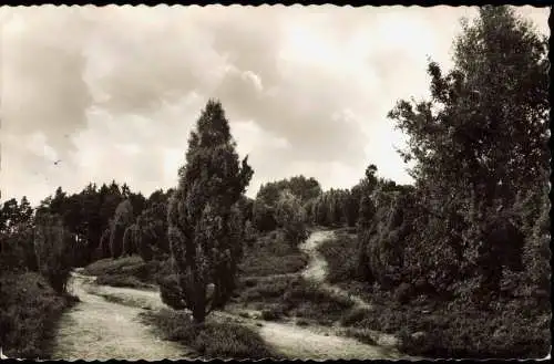 Wilsede-Bispingen Lüneburger Heide. Am Totengrund bei Wilsede 1956