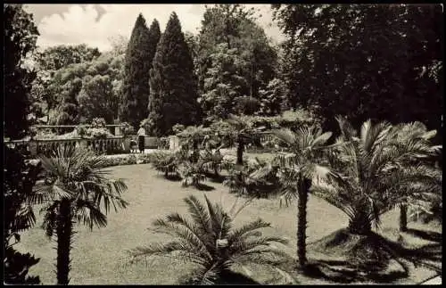 Ansichtskarte Konstanz Insel Mainau - Palmenhain 1959