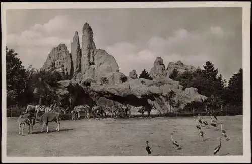 Stellingen-Hamburg Tierpark Hagenbeck Antilopen, Zebras und Kronenkraniche 1930