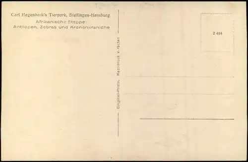 Stellingen-Hamburg Tierpark Hagenbeck Antilopen, Zebras und Kronenkraniche 1930