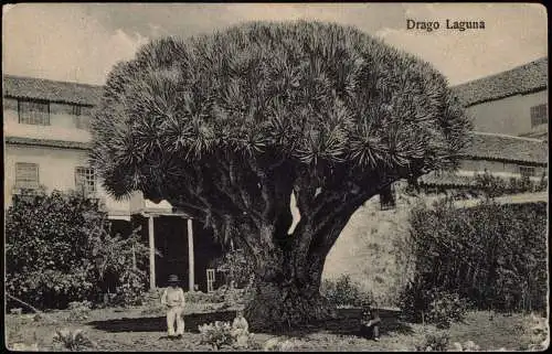 Postales .Teneriffa Drago Laguna 1926  Kanaren Canaris