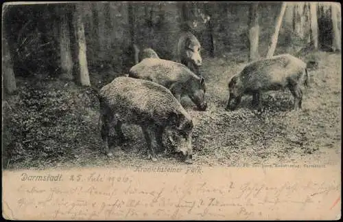 Ansichtskarte Darmstadt Kranichsteiner Park. Wildschweine 1906