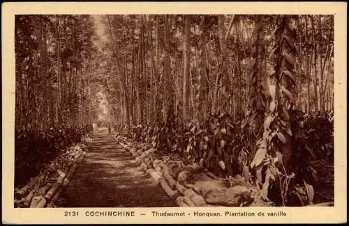 .Vietnam Việt Nam COCHINCHINE Thudaumot Honquan. Plantation de vanille 1928