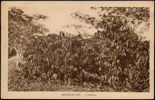 Postcard Madagaskar Caféiers. 1921