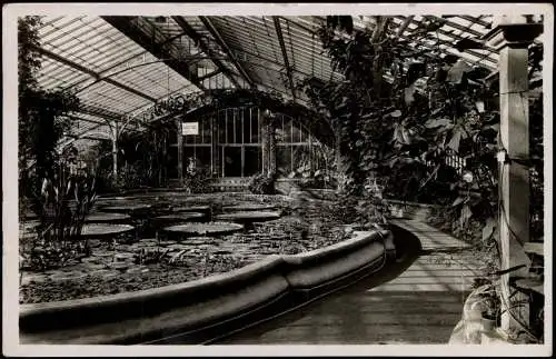 Frankfurt am Main Palmengarten Seerosen- und Victoria regia - Haus 1932