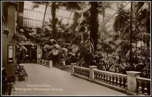 Frankfurt am Main Palmengarten Palmenhaus Terrasse - Fotokarte 1926