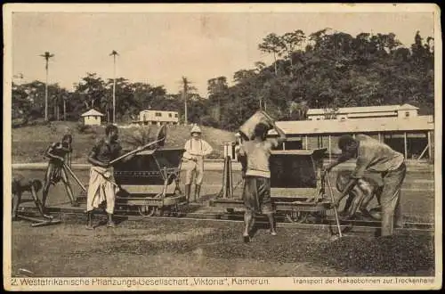 Kamerun Transport der Kakao Westafrikanische G: Viktoria Deutsche Kolonie 1926