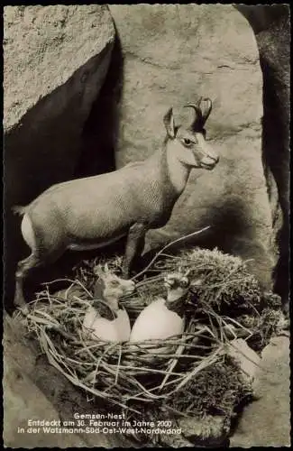 Ansichtskarte  Gemsen-Nest in der Watzmann-Süd-Ost-West-Nordwand 1960