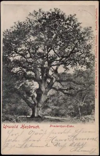 Ansichtskarte Hude Urwald Hasbruch Friederiken-Eiche. 1905